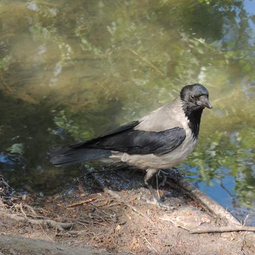 Photo #13710174
