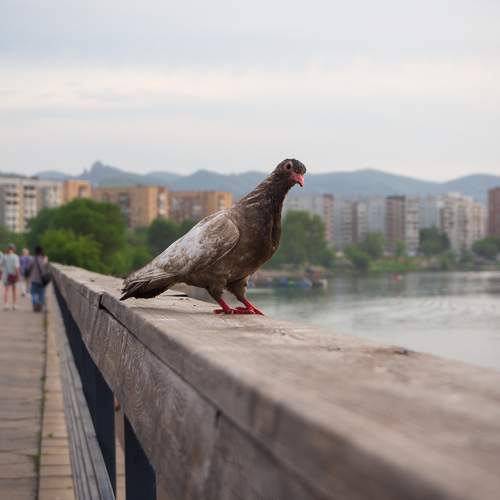 Photo #13710187