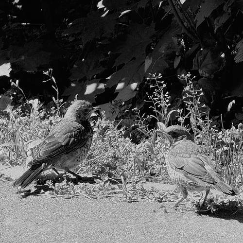 Photo #13710188