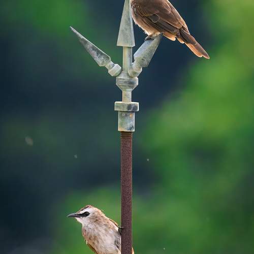 Photo #13710191