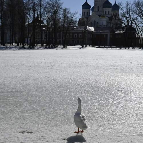 Photo #13710214