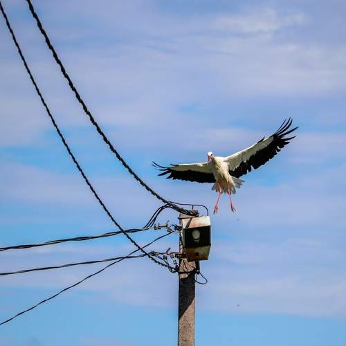 Photo #13710278