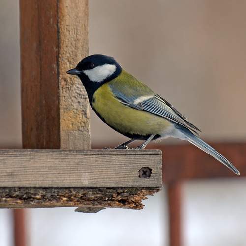 Photo #13710281