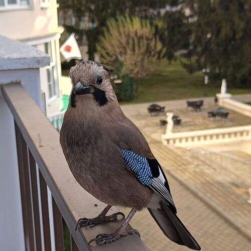 Photo #13710336