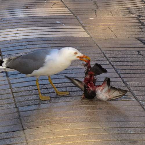 Photo #13710522