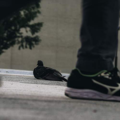 Photo #13710623