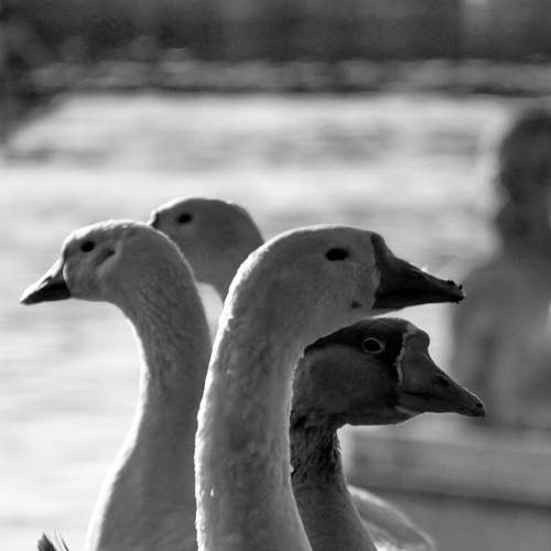 Photo #13710664