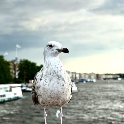 Photo #13710789