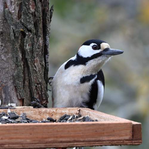 Photo #13710814
