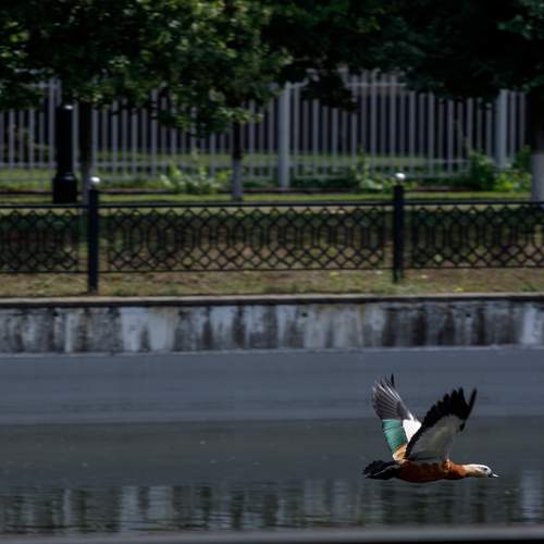 Photo #13710965