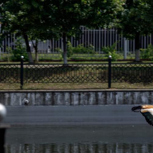 Photo #13710975