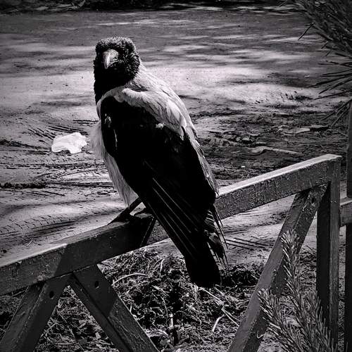Photo #13711137