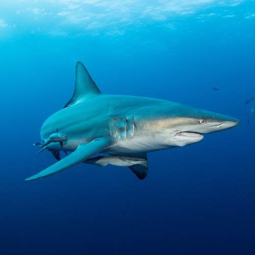 Photo #13711230