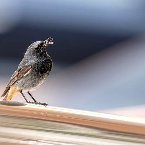 Photo #13711266