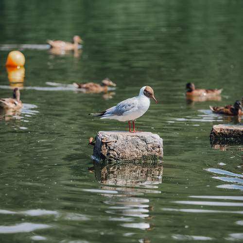 Photo #13711272