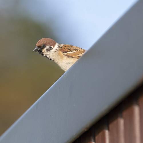Photo #13711387