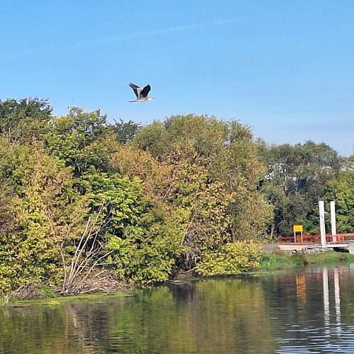 Photo #13711446