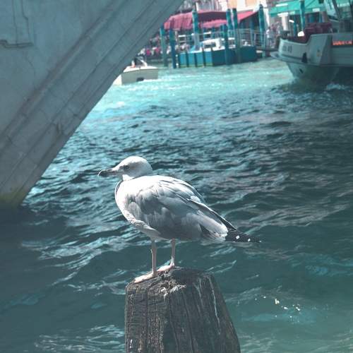 Photo #13711524