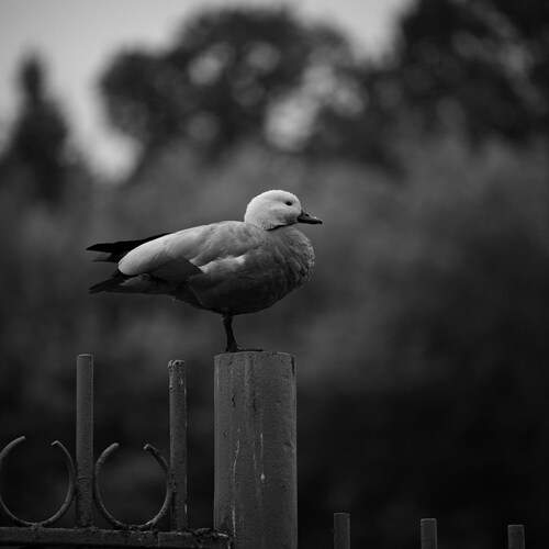Photo #13711637