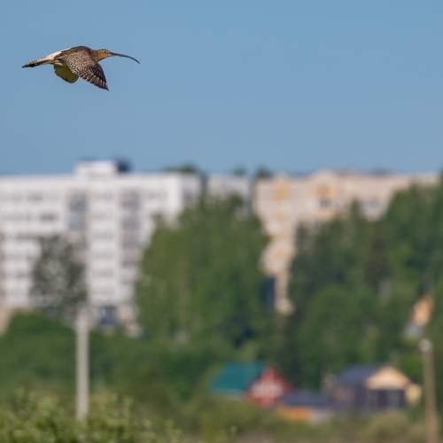 Photo #13711680