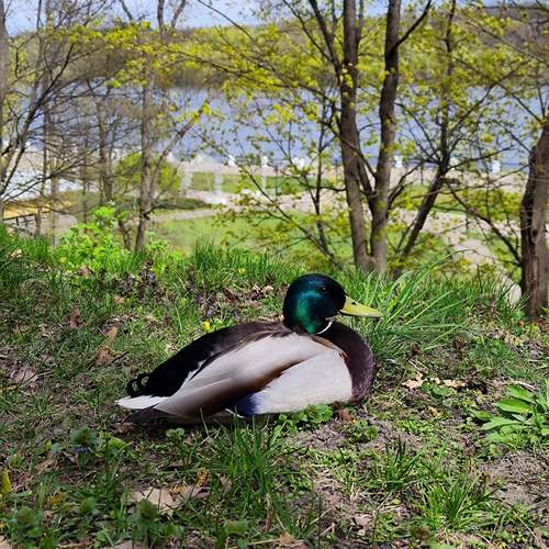 Photo #13711686