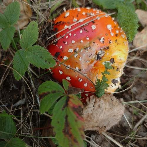 Photo #13711814