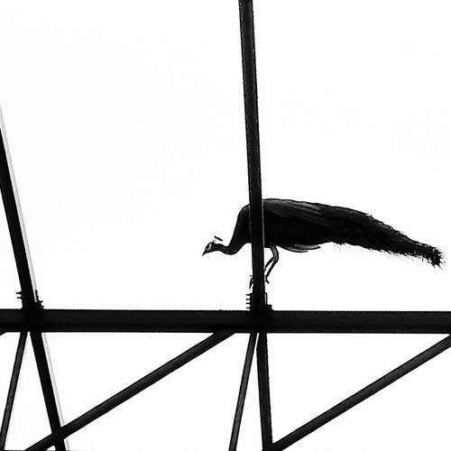 Photo #13711833