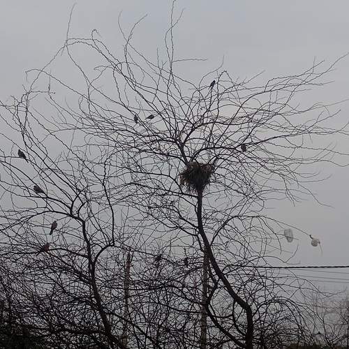 Urban nest