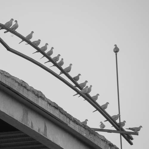 Ringdoves