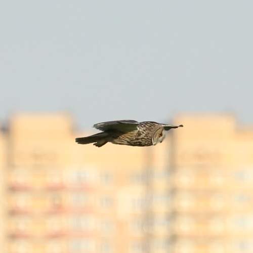 Photo #13712247