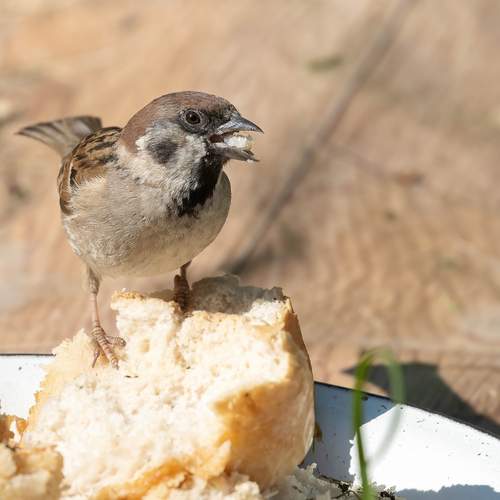 Photo #13712337