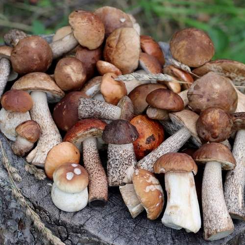 Photo #13712382
