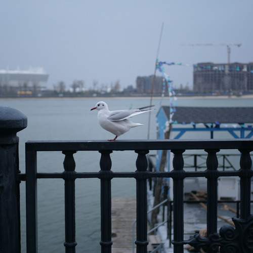 Photo #13712452