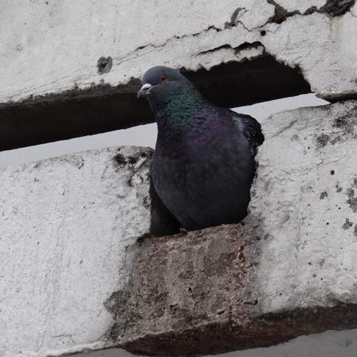 Photo #13712475