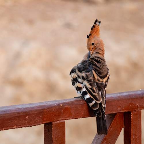 Photo #13712513