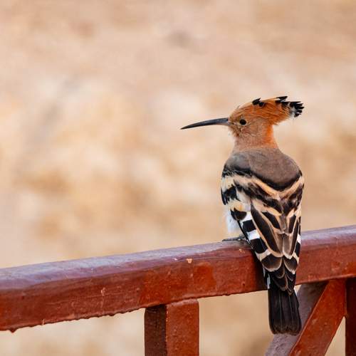 Photo #13712518