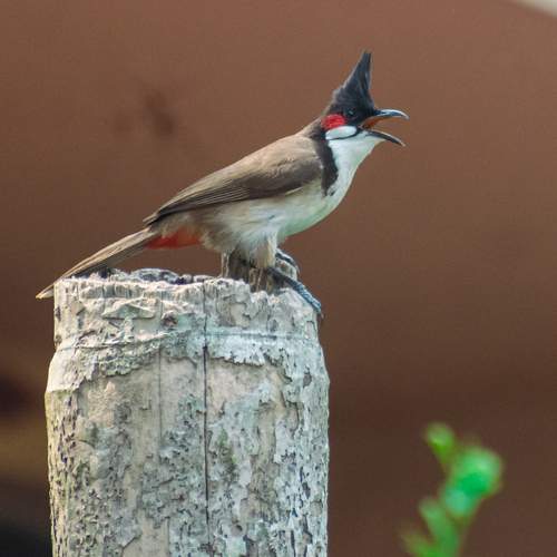 Photo #13712561