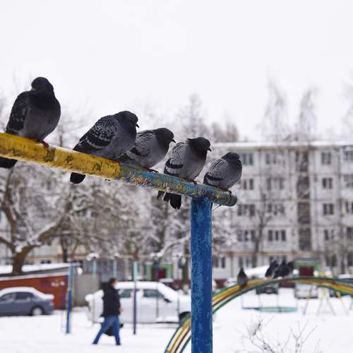 А у нас во дворе...