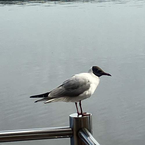 Photo #13713122