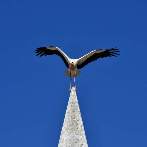 Majestic Stork