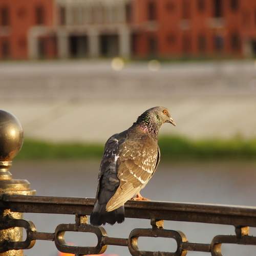 Photo #13713242