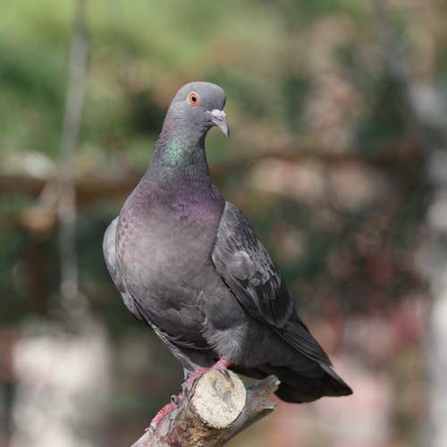 Photo #13713509