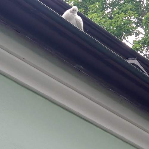 Photo #13713582