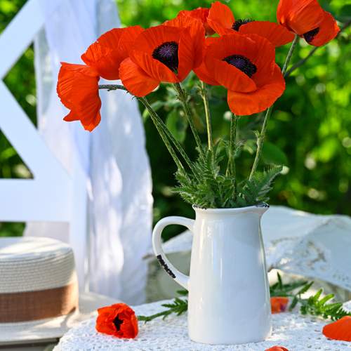 Summer\'s Scarlet Accents