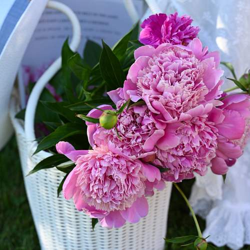 Peony Dreams