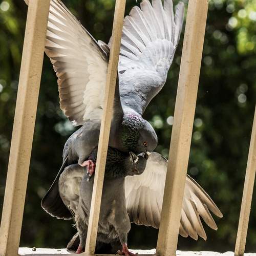 Photo #13713698
