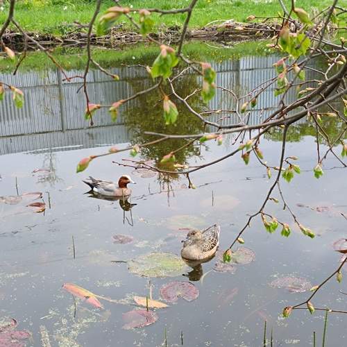 Photo #13714047