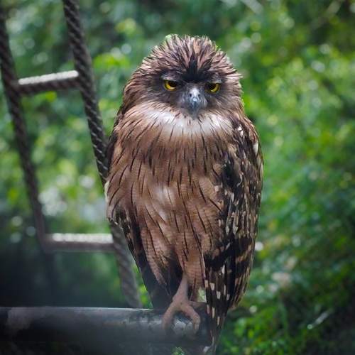 The Silent Watcher