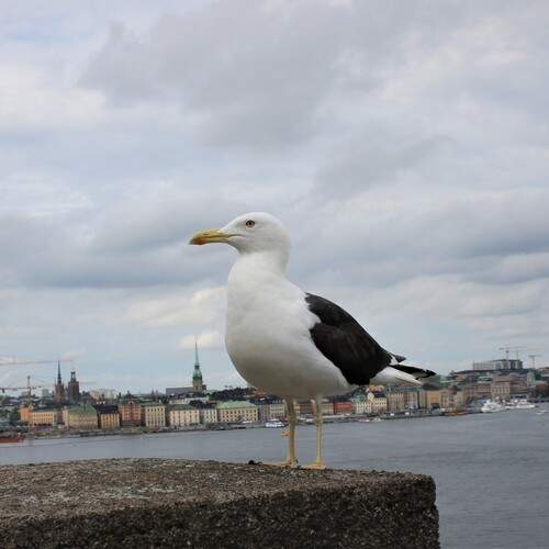 Птица. Стокгольм. Море