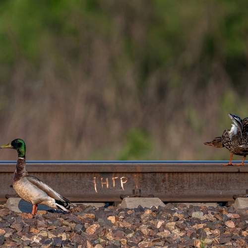 Photo #13714309
